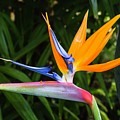 Bird Of Paradise Strelitzia Reginae Flower