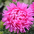 Vibrant Pink Flower