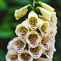 Foxglove Digitalis Purpurea 'Dalmatian Cream'